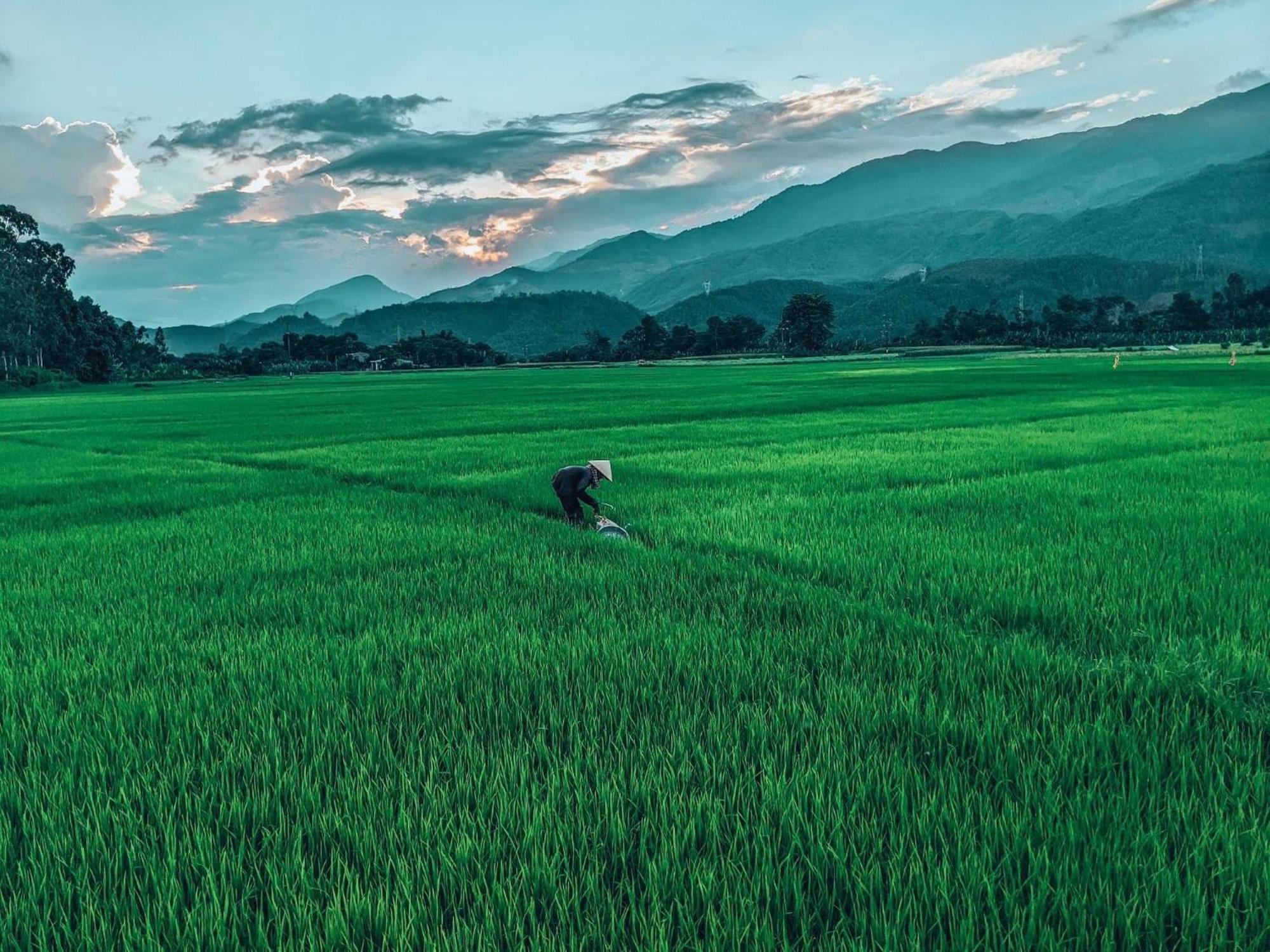 Hoi An Paddy House Homestay Zewnętrze zdjęcie